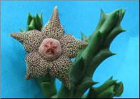 Orbea cooperi  